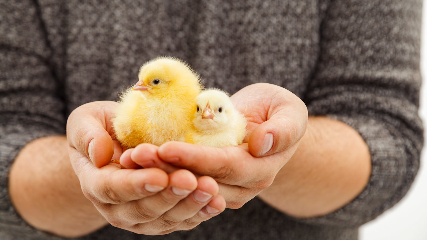 Petersime Chick Store 4